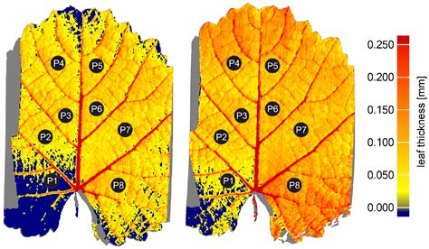 measuring leaf thickness errors|leaf thickness chart.